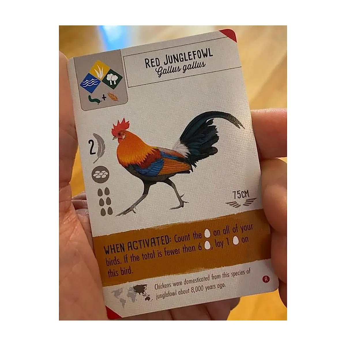 Wingspan Asia Wingspan Asia - Image 6