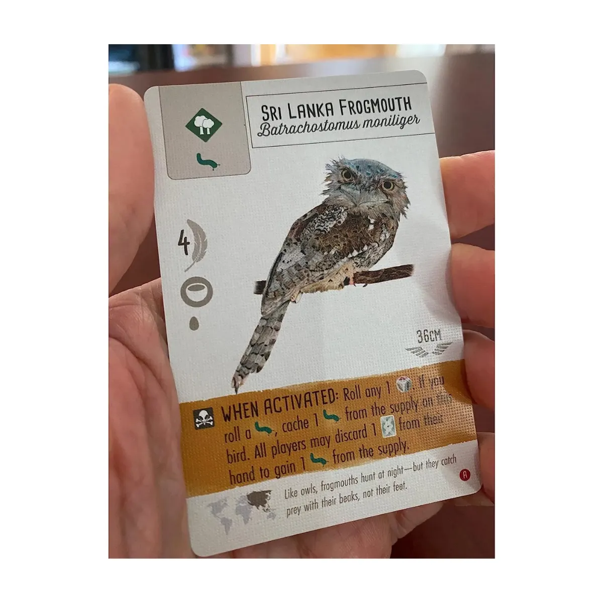 Wingspan Asia Wingspan Asia - Image 7